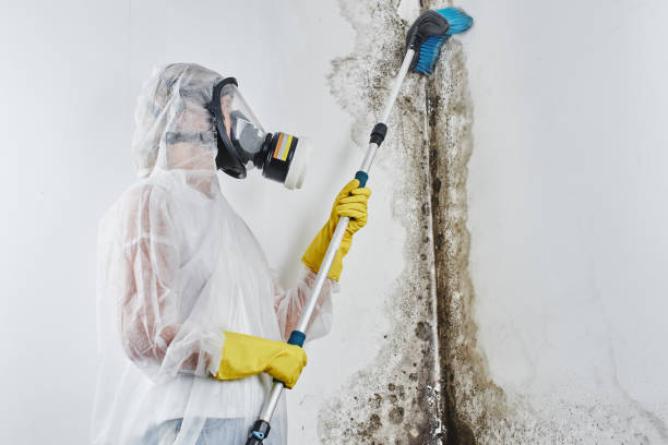 Professional Mold Removal in Duluth, GA