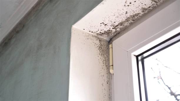 Best Mold Removal Process  in Duluth, GA