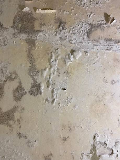 Best Mold Remediation  in Duluth, GA
