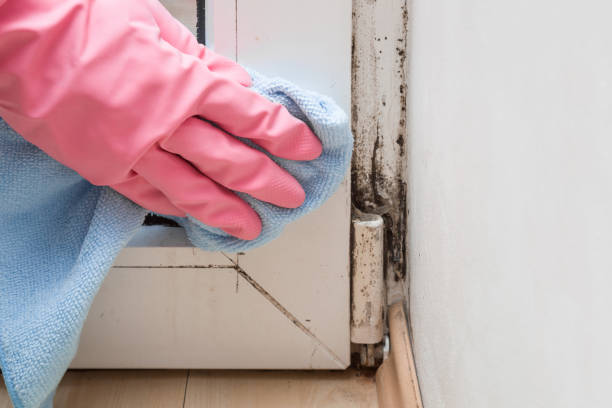 Mold Removal Process in Duluth, GA